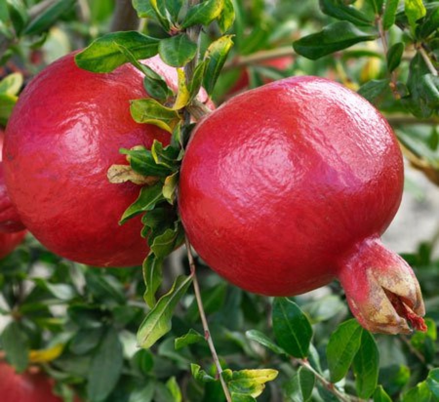 Pomegranate
